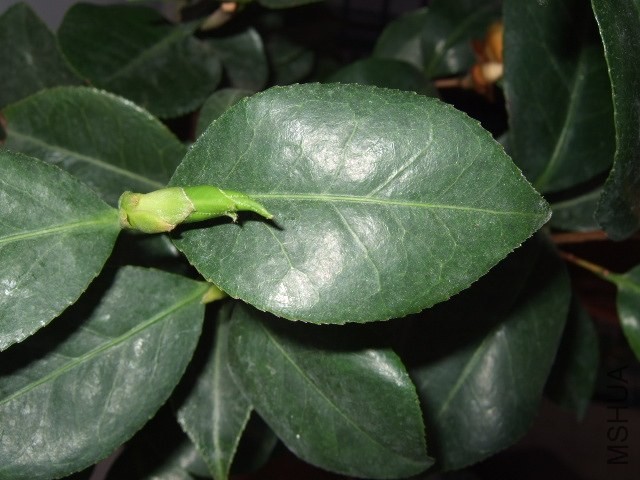 DSCF0454.JPG