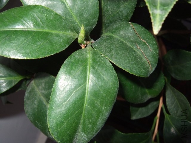 DSCF0455.JPG