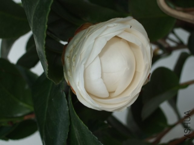 DSCF0479.JPG