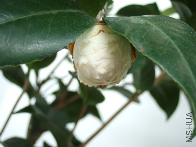 DSCF0464.JPG