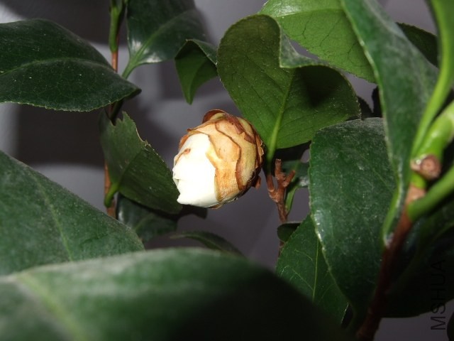 DSCF0461.JPG