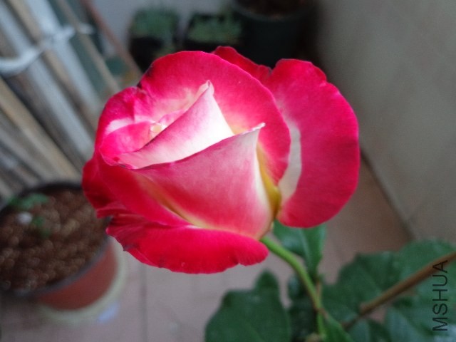 DSC01315.JPG