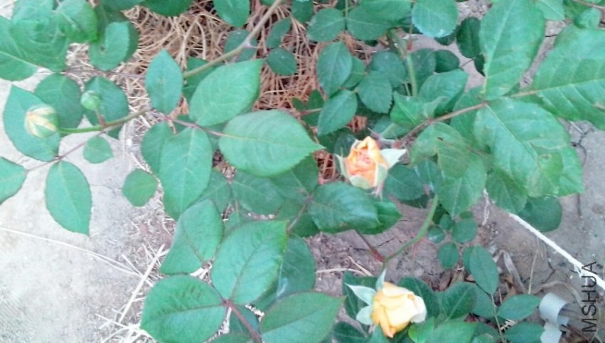 QQ��ͼ20140425091242.jpg