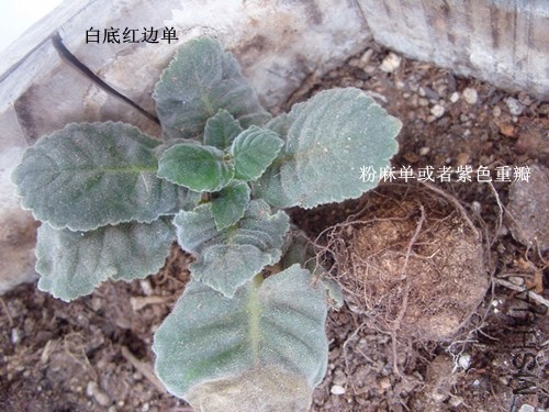 SNV10648_����.jpg