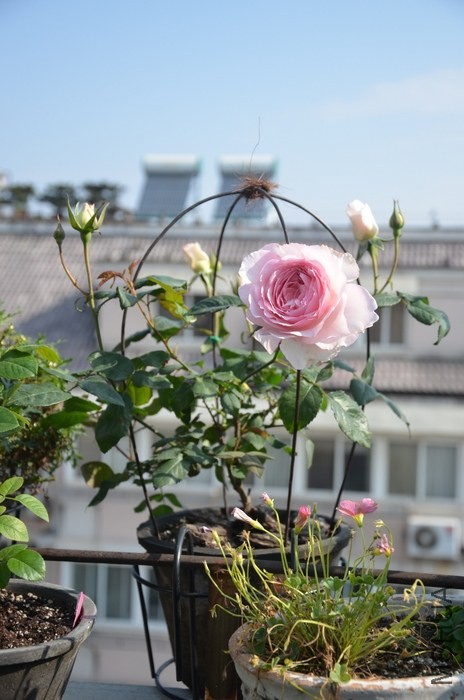 DSC_2176.JPG