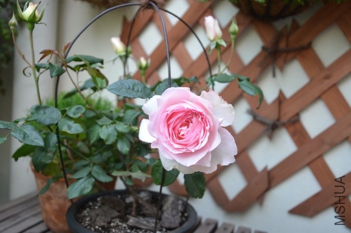 DSC_2164.JPG