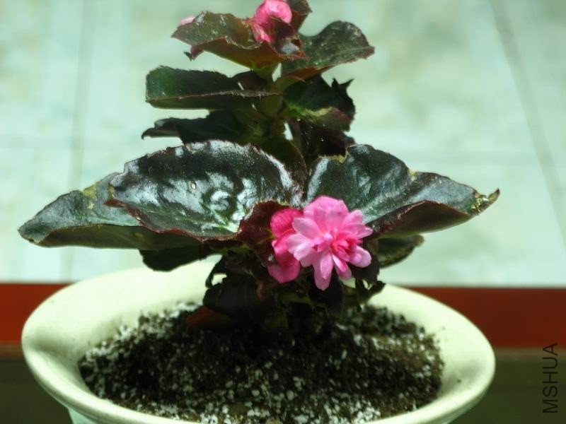 �����ݲ�1 051.JPG