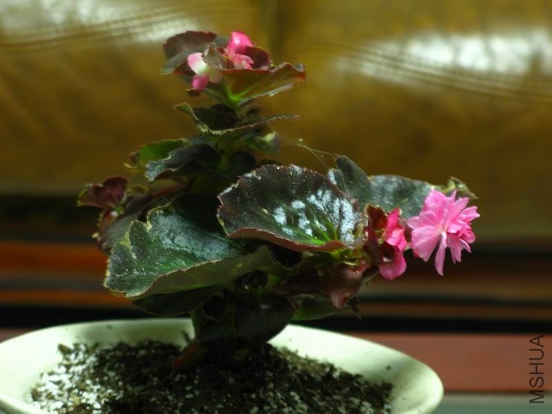 �����ݲ�1 052.JPG