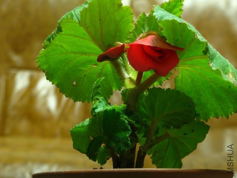 �����ݲ�1 054.JPG