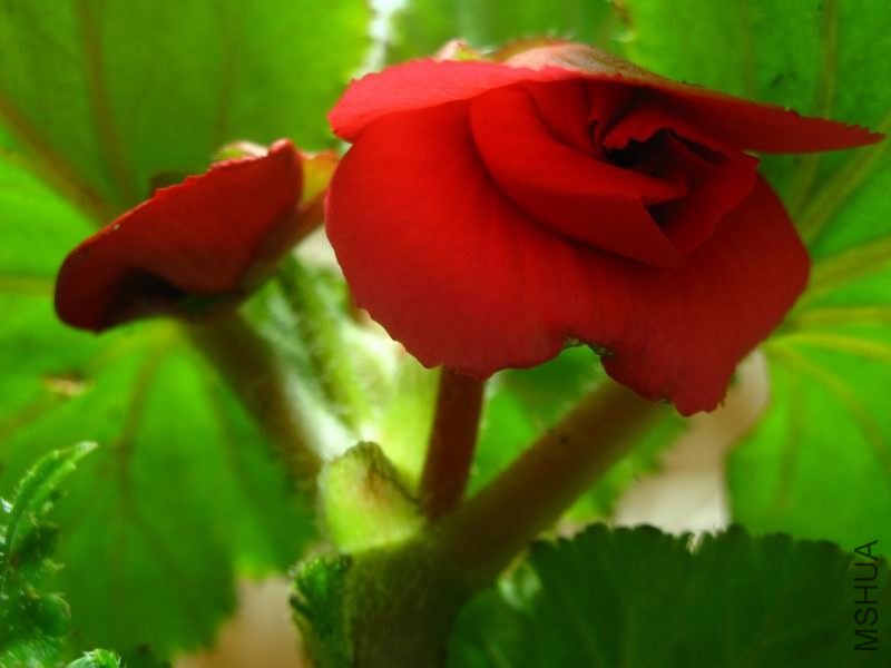 �����ݲ�1 055.JPG