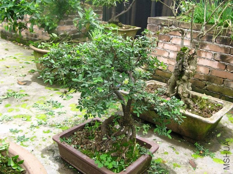 �����ݲ�1 017.JPG