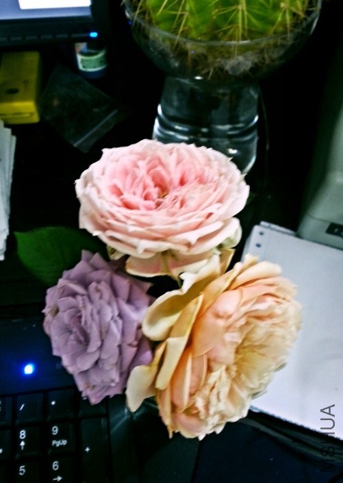 ���Ǽ������廨����ɫ��������