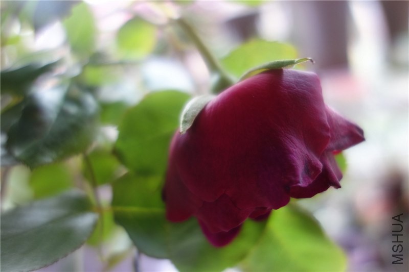 ���ڵĻ�