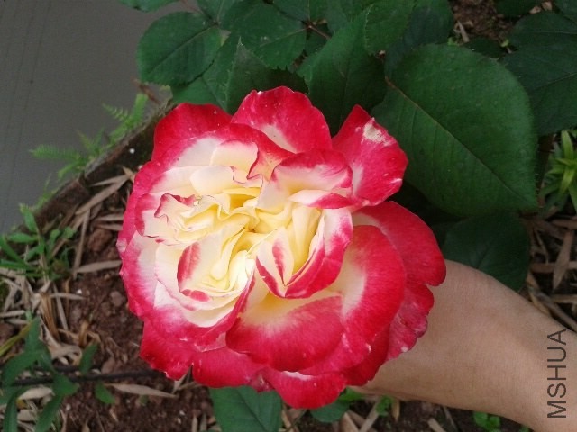 20140425_093344_resized.jpg