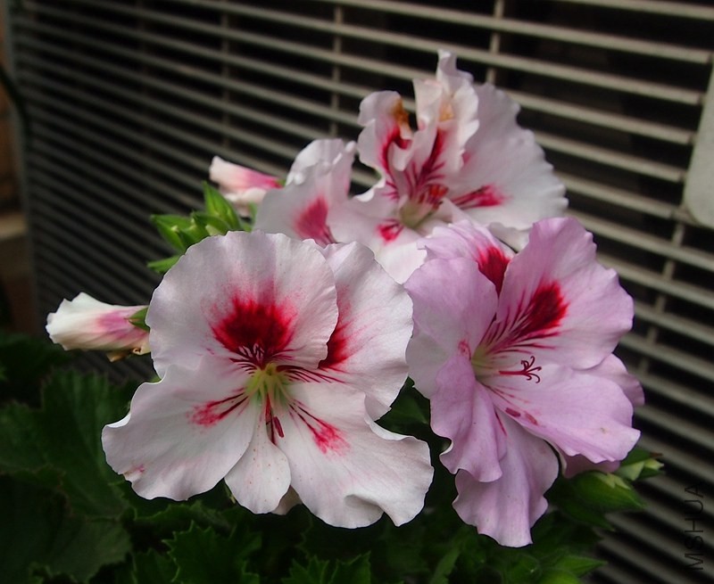 P4186153_����.jpg