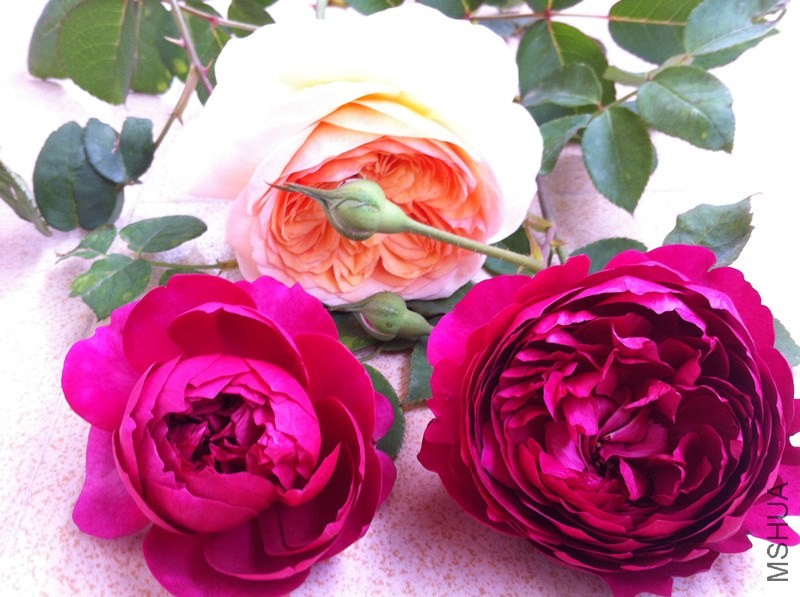 ��Ƭ 002_����.jpg