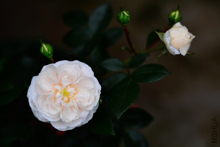 DSC_0875.jpg