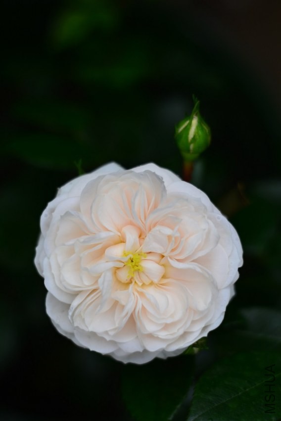 DSC_0879.jpg