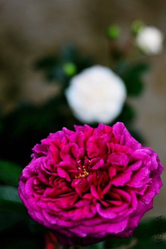 DSC_0886.jpg