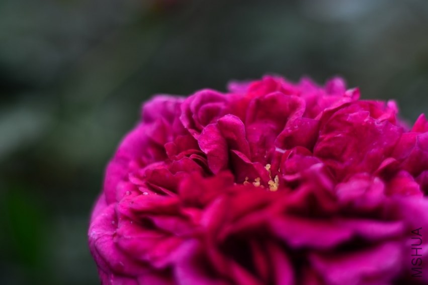 DSC_0889.jpg