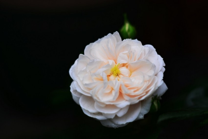 DSC_0894.jpg