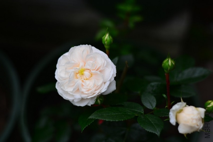 DSC_0895.jpg