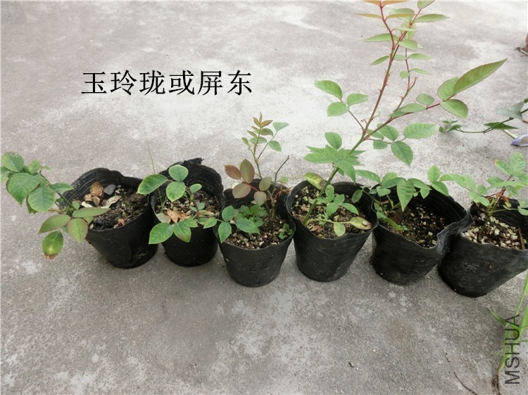 CIMG2204.JPG