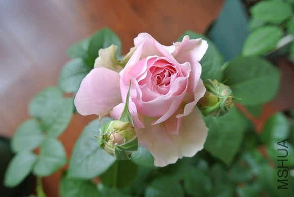 DSC_1265_������С.JPG