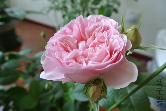 DSC_1270_������С.JPG