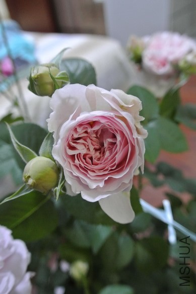 DSC_1306_������С.JPG