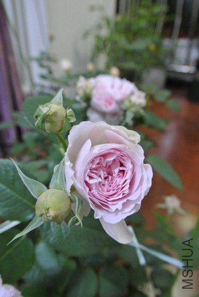 DSC_1317_������С.JPG