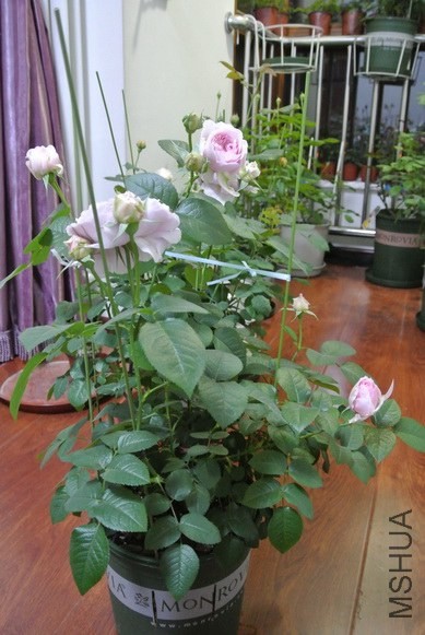 DSC_1322_������С.JPG