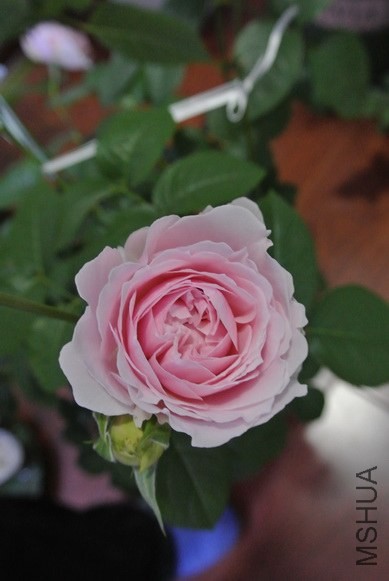 DSC_1408_������С.JPG
