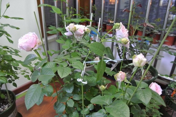 DSC_1436_������С.JPG