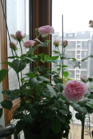 DSC_1450_������С.JPG