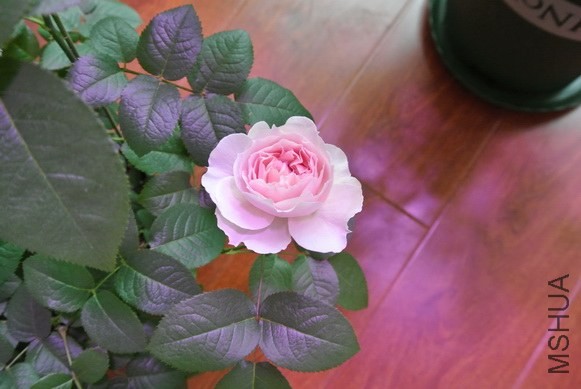 DSC_1597_������С.jpg