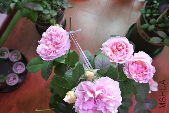 DSC_1593_������С.JPG