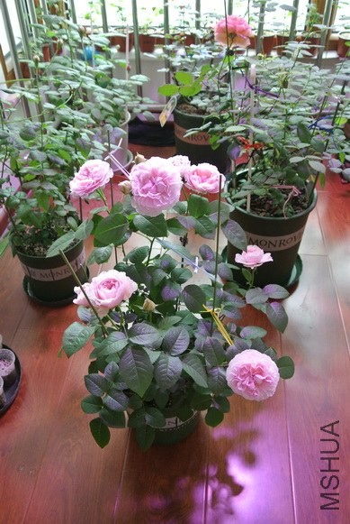 DSC_1599_������С.JPG