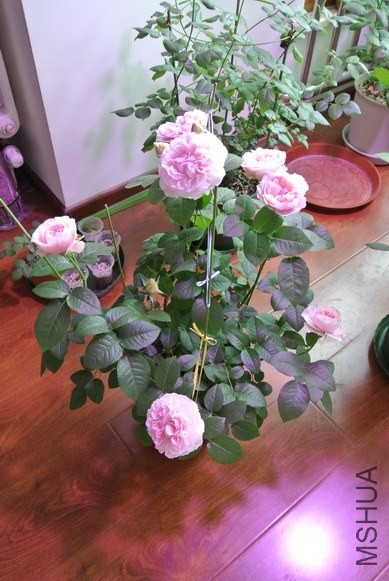 DSC_1600_������С.JPG