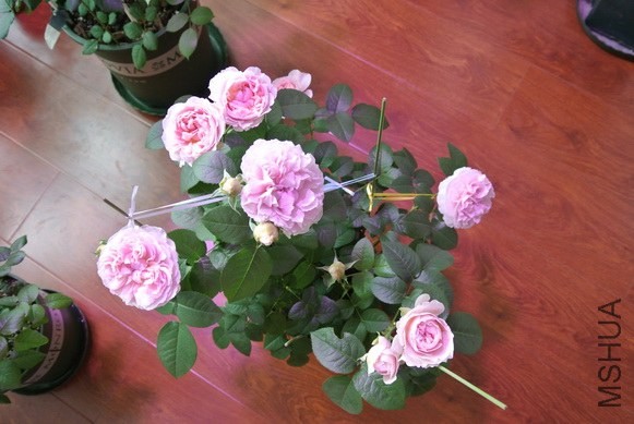 DSC_1609_������С.JPG