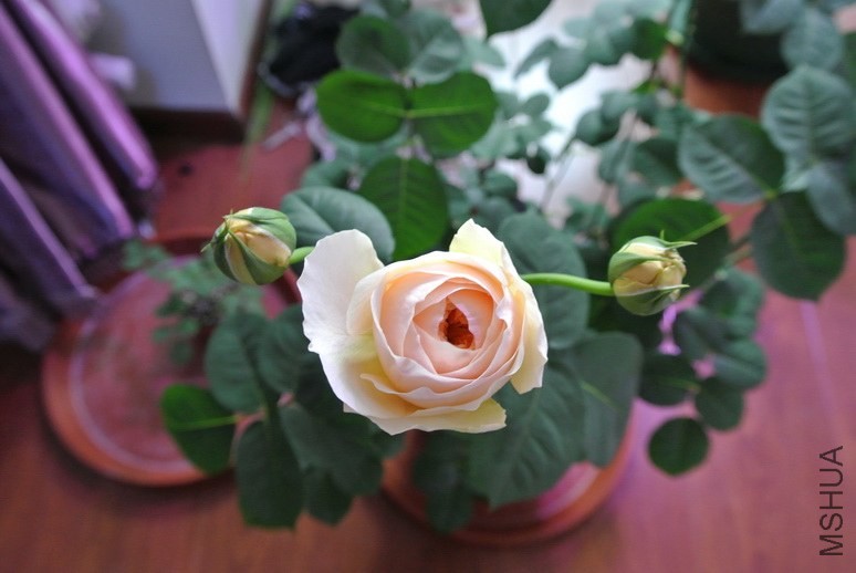 DSC_1329_������С.JPG