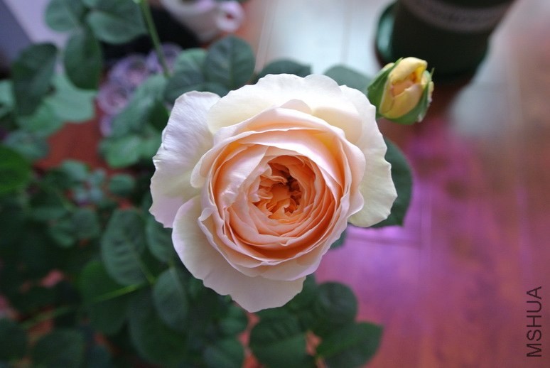 DSC_1330_������С.JPG