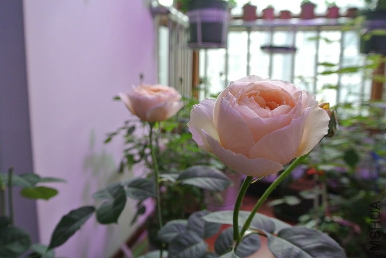 DSC_1343_������С.JPG