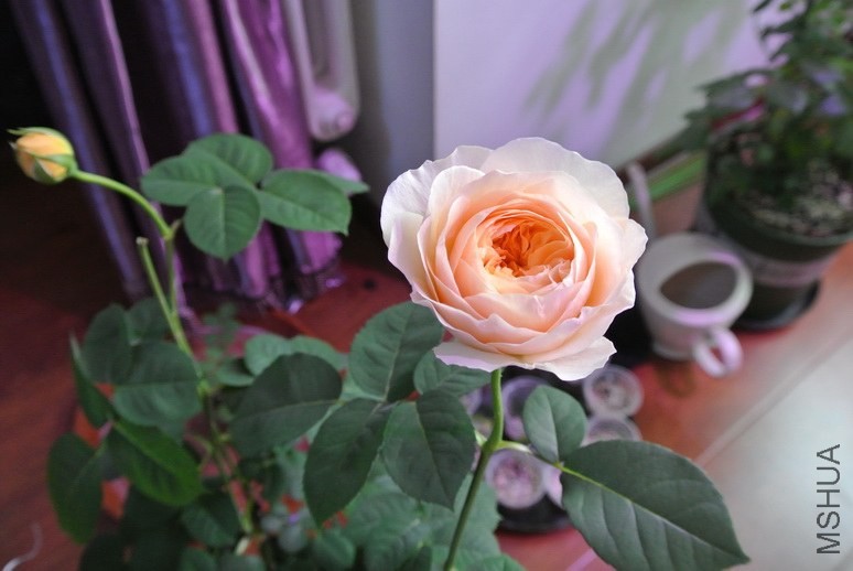 DSC_1345_������С.JPG
