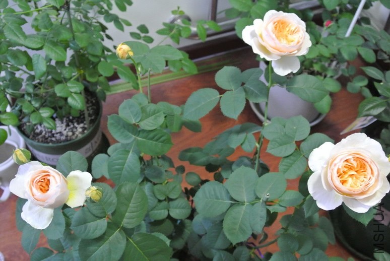 DSC_1384_������С.JPG