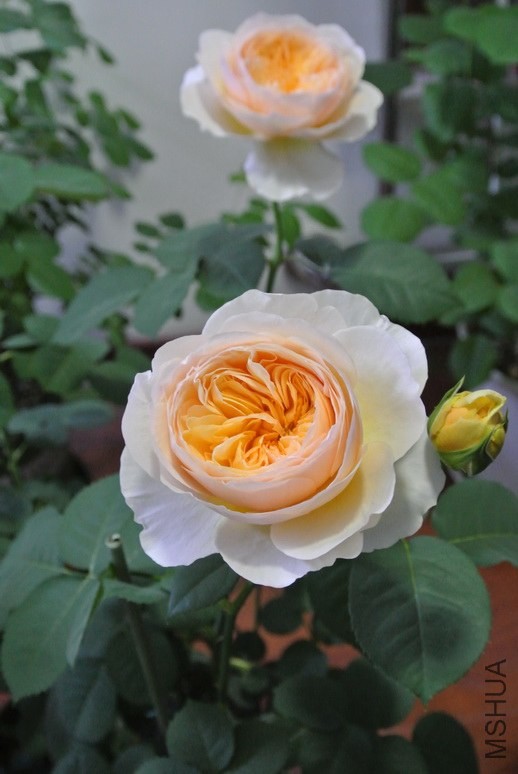 DSC_1394_������С.JPG
