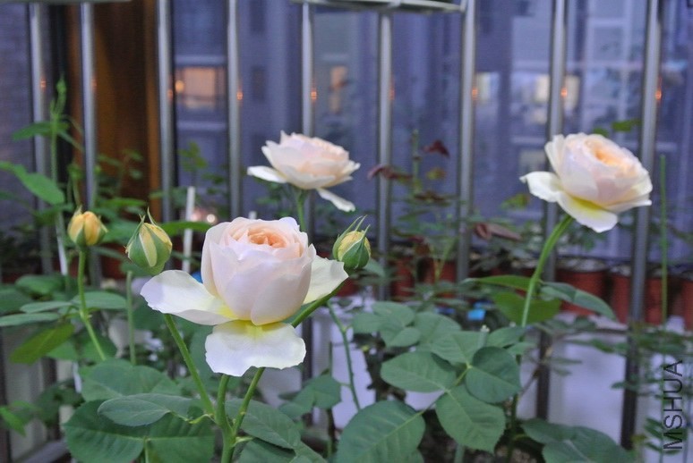 DSC_1397_������С.JPG