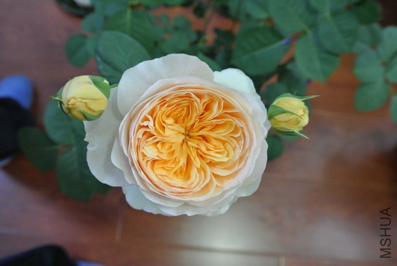 DSC_1502_������С.JPG