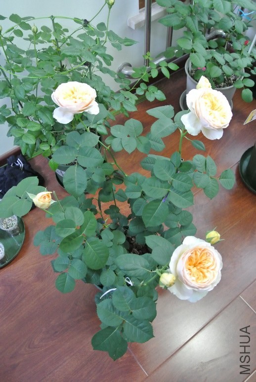 DSC_1510_������С.jpg