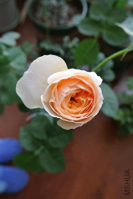 DSC_1754_������С.JPG